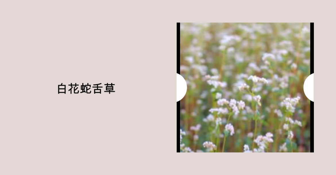 白花蛇舌草